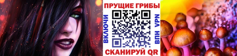как найти закладки  блэк спрут зеркало  Псилоцибиновые грибы Cubensis  Уссурийск 